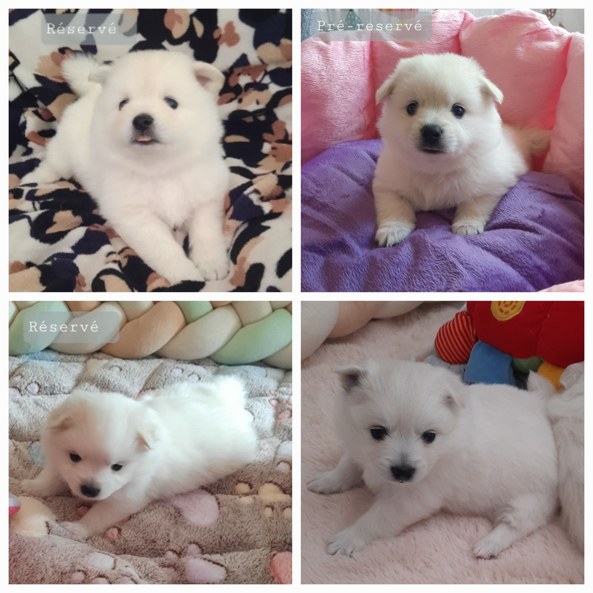 499918526 724140183616378 1129046699415380378 n