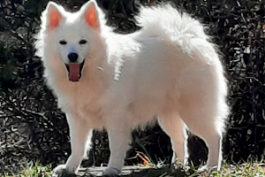 Taïga VH Bearehöfke