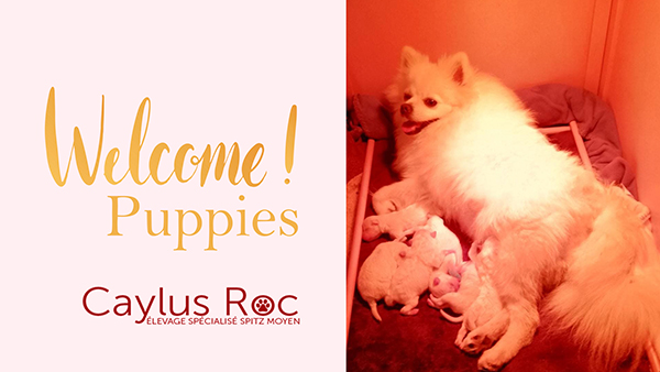 welcomepuppies caylusroc post
